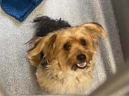 Toby image 1