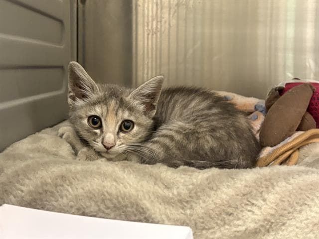 Blossom - Domestic Short Hair