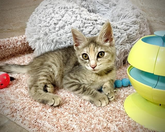 Blossom - Domestic Short Hair