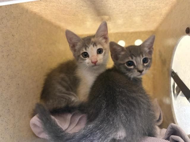 Treesa - Domestic Short Hair