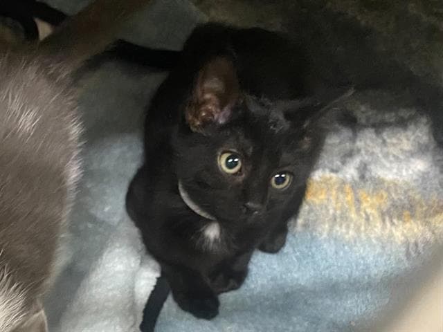 Barbara - Domestic Short Hair