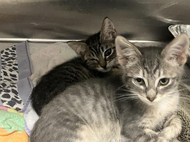 Kc - Domestic Medium Hair