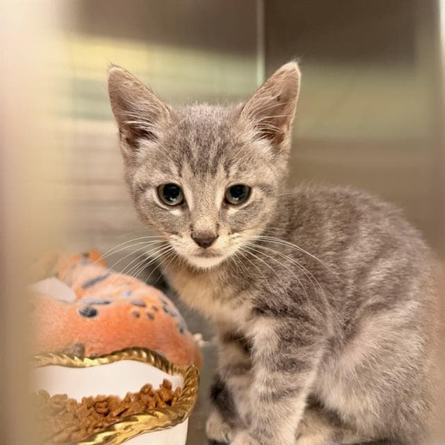Liberty - Domestic Short Hair
