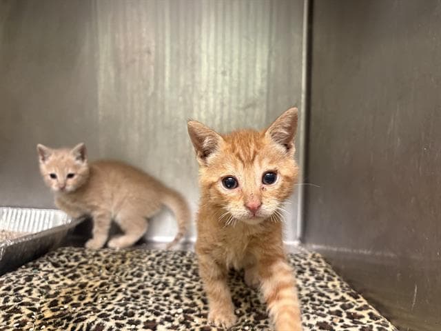 Strawberry - Domestic Short Hair