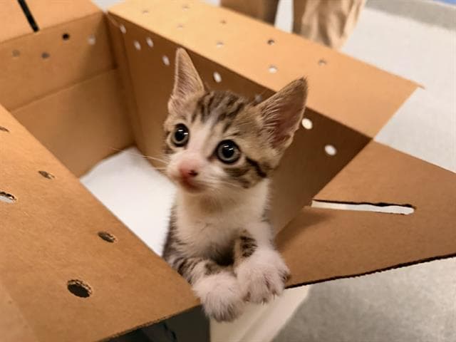 Little Prince - Domestic Short Hair