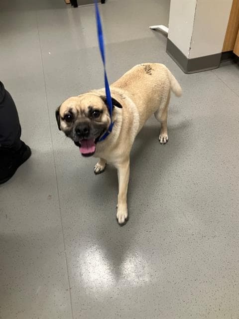 Tadpole - Pug