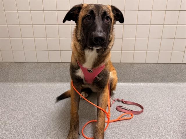 Shannon - Belgian Shepherd Malinois
