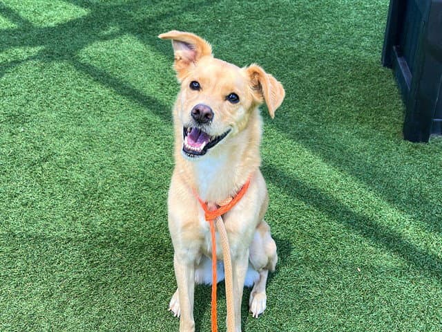 Bella - Jindo (Korean)