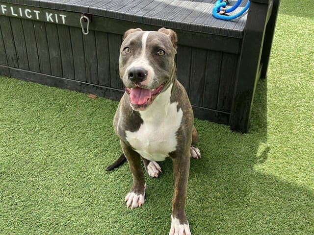 Tigerlily - Pit Bull Terrier