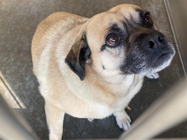Tadpole - Pug