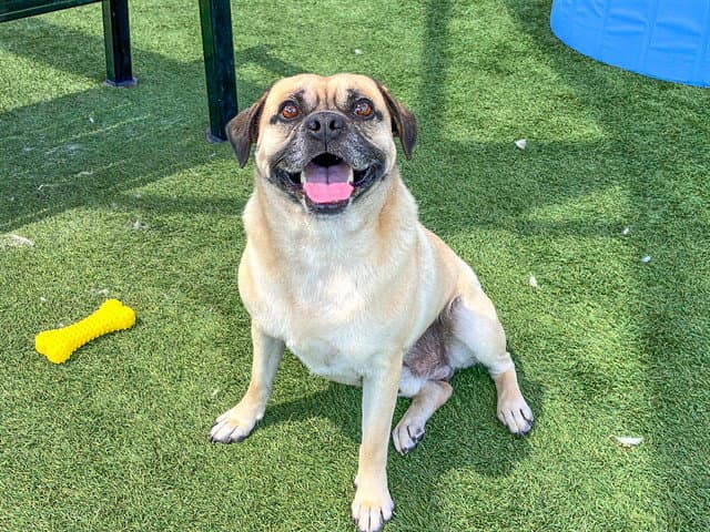 Tadpole - Pug