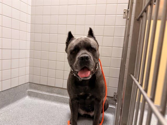 Athena - Cane Corso Mastiff