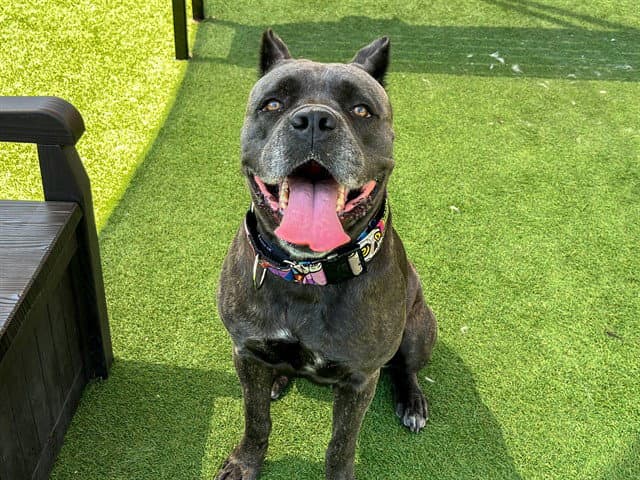 Athena - Cane Corso Mastiff
