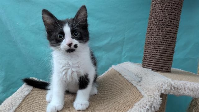 Oreo - Domestic Short Hair
