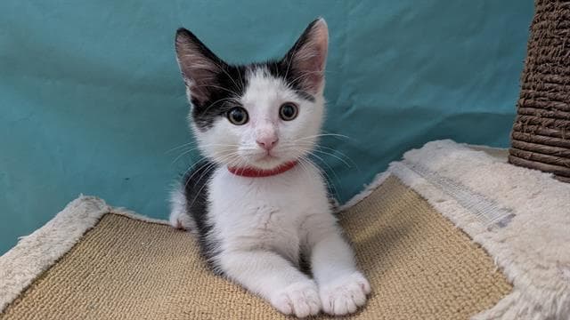 Reed - Domestic Short Hair