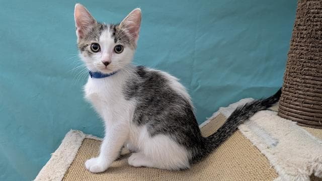 Kit Kat - Domestic Short Hair
