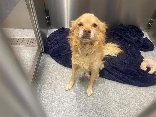 Magmar - Cocker Spaniel