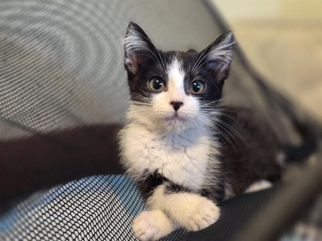 Maggie - Domestic Medium Hair