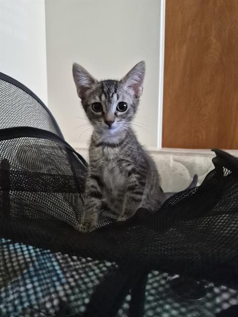 Tobie - Domestic Medium Hair