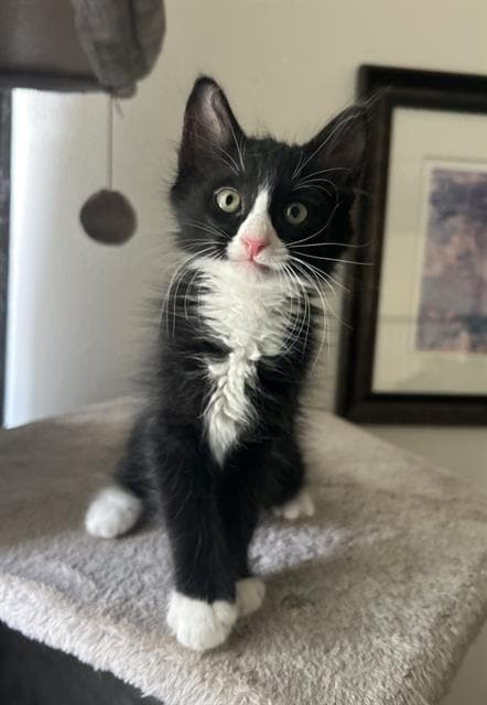 Alvin - Domestic Medium Hair