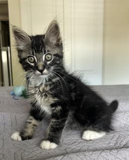Theodore image 1