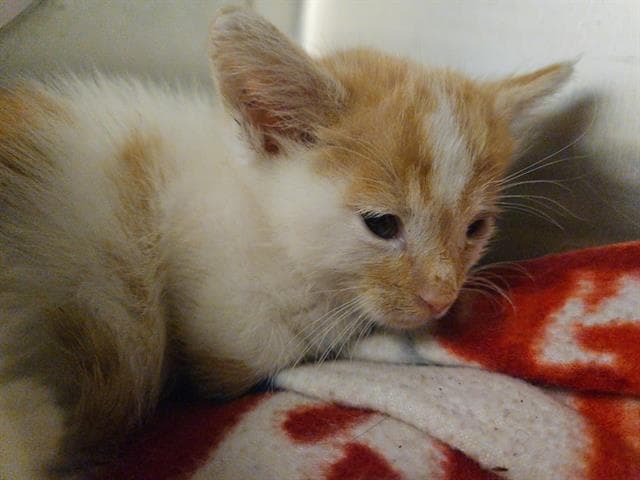 Pumpkin Pie - Domestic Short Hair