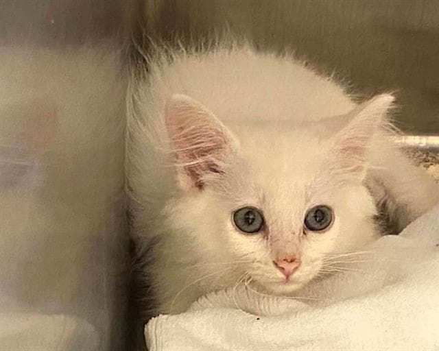 Pinkie - Domestic Short Hair