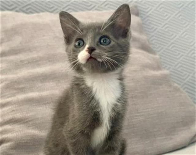 Sox - Domestic Short Hair