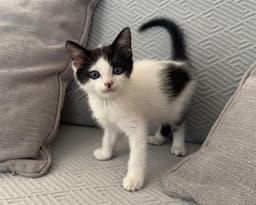Bandit image 1