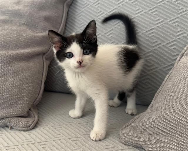 Bandit - Domestic Short Hair