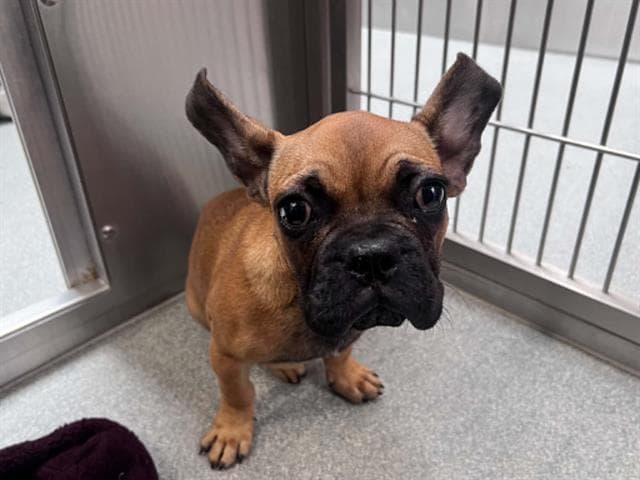 Simon - French Bulldog