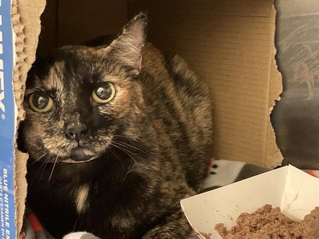 Unknown - Domestic Short Hair