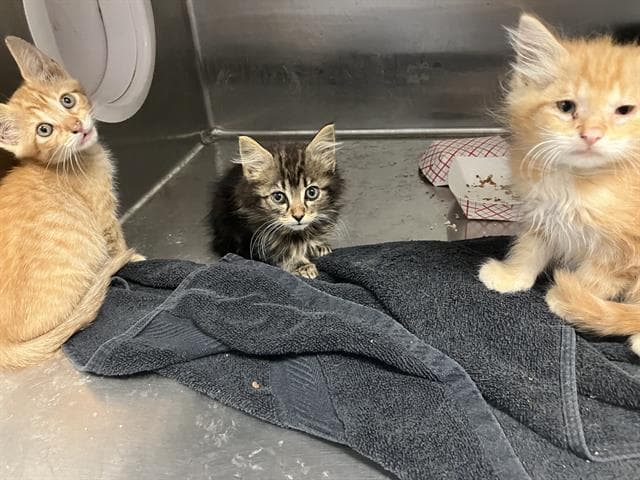 Jenni - Domestic Short Hair