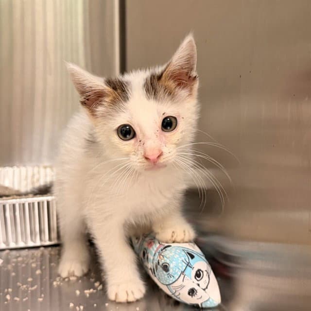 Coolwhip - Domestic Short Hair