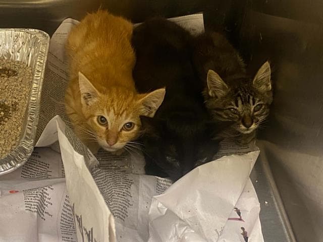 Peru - Domestic Short Hair