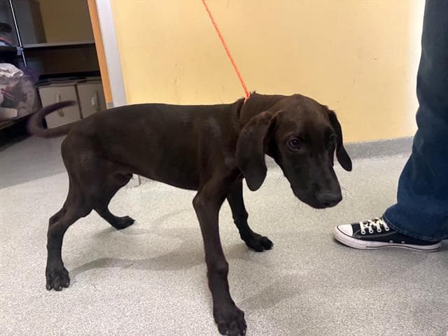 Hardy - Labrador Retriever
