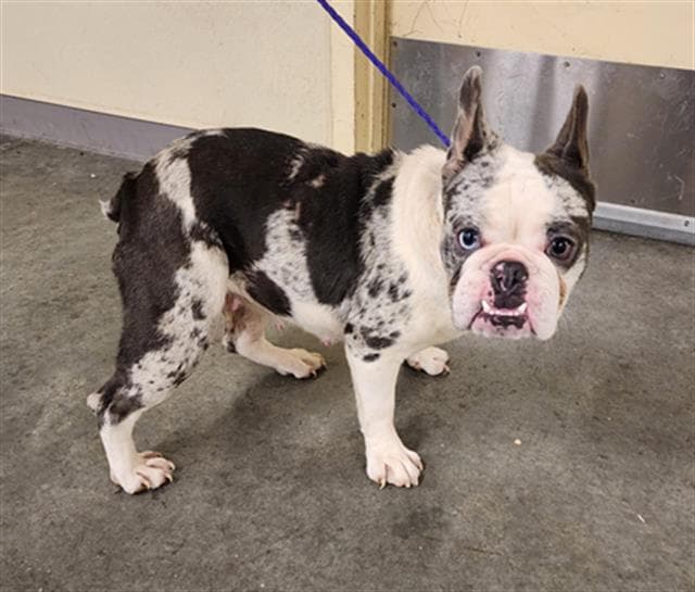 Hera - French Bulldog
