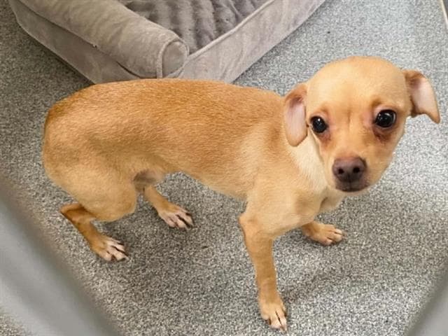 Carly - Chihuahua