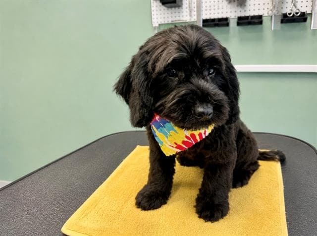 Garth - Poodle (Miniature)