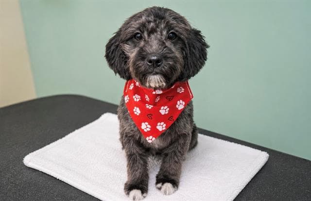 Gi Gi - Poodle (Miniature)