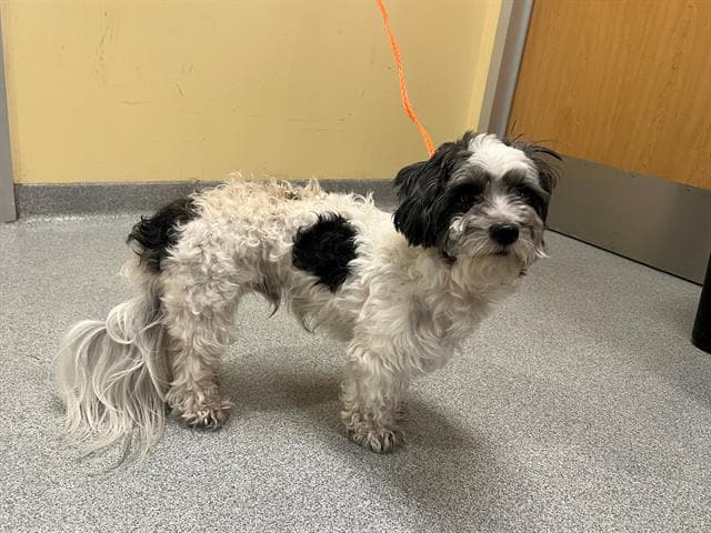 Preston - Shih Tzu