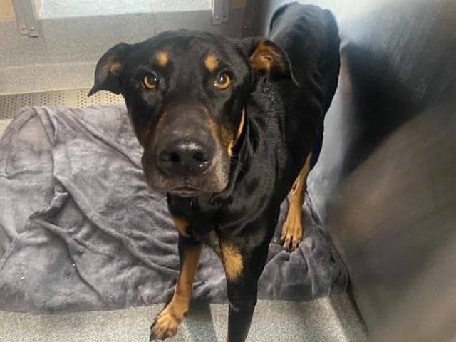 Blacky - Doberman Pinscher