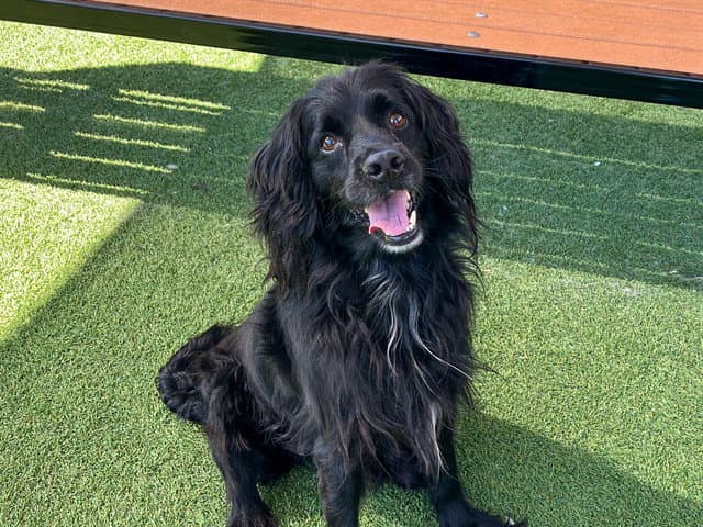 Ditto - Cocker Spaniel