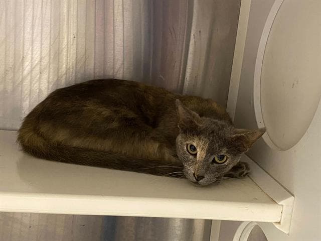 Dawn - Domestic Short Hair