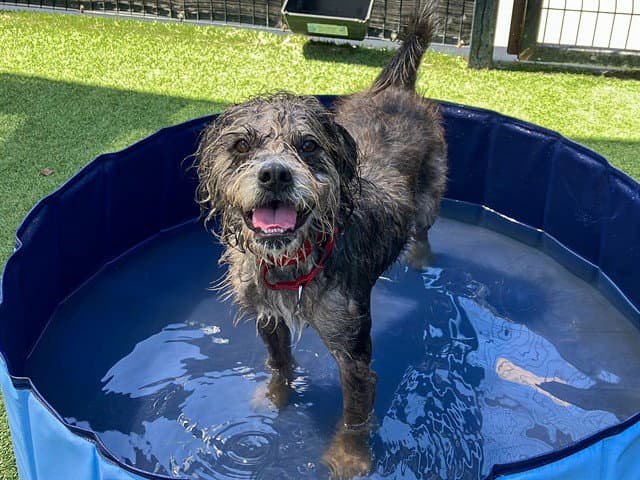 Cheri - Cairn Terrier