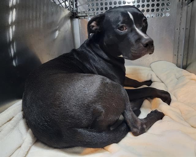 Tori - Pit Bull Terrier
