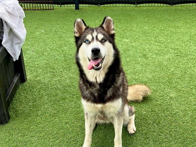 Cleo - Siberian Husky