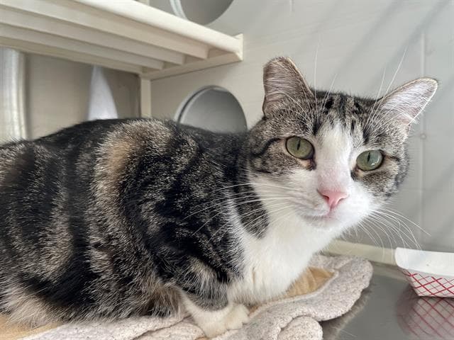 Sadie - Domestic Short Hair