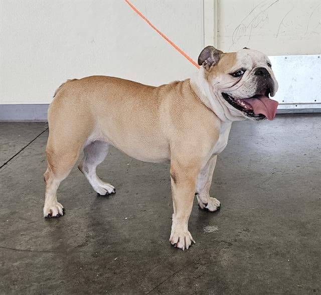Coconut - English Bulldog
