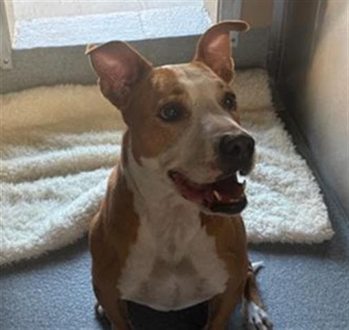 Pennie - Pit Bull Terrier
